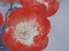 -循礼门鲜花花市(武汉循礼门店)