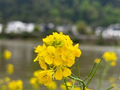 -渔梁坝