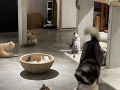 -more than meow吴止猫主题餐厅(承德 中船汇店)