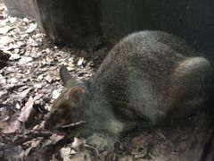 -威勒比开放式动物园