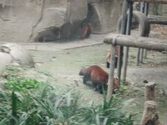 -成都动物园