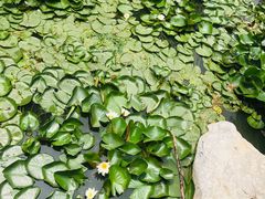-燕郊植物园
