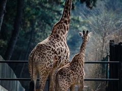 -沈阳森林动物园