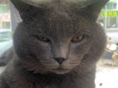 -Meowの猫咖(万家丽店)