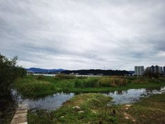 -洱海月湿地公园