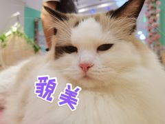 -绒爪撸猫下午茶·猫咖