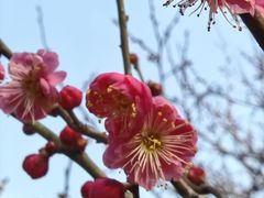 -香雪海