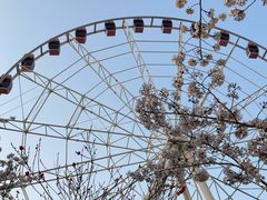 -顾村公园