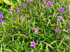 -火炉山森林公园