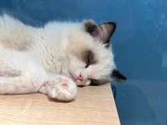 -BABIT巴比特宠物(MOMOPARK店)