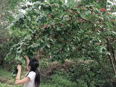 -樱桃山旅游景区