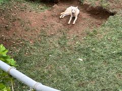 -西霞口神雕山野生动物世界