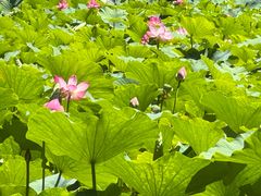 -阿尔丁植物园