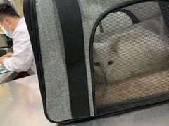 -瑞派名望志远动物医院·猫科·內科·异宠专科(直港大道店)