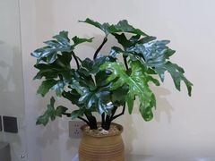 -怡花宜木鲜花店(朝阳路店)