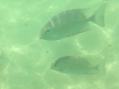 景点-东姑阿都拉曼海洋公园