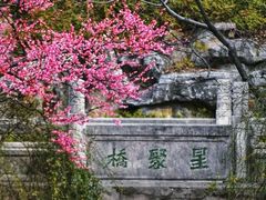 -红梅公园