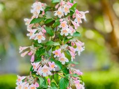 -国家植物园南园