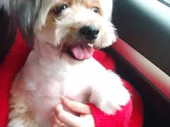 -犬也宠物造型(恒茂国际都会商业街店)