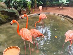 -海南热带野生动植物园