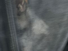 -渲嗳动物医院(异宠·复杂内科转诊中心·玖洲道富华里分院)