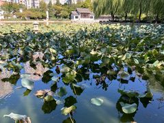 -团结湖公园