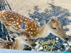 -安德鲁户外烧烤帐篷营地(马泉营店)