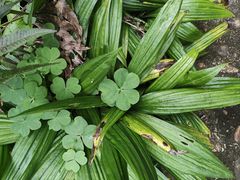 -三亚海棠湾万丽度假酒店