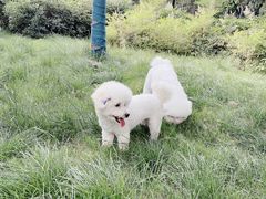 -北京恒爱动物医院(清景园分院)