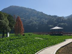 -广州市石门国家森林公园