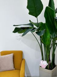 -植蔻妍倍儿专业脱毛·皮肤管理