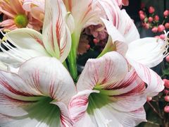 -谷莠子花艺气球派对·绿植造景·花艺沙龙(东海缤纷天地店)