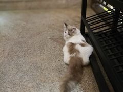 -more than meow吴止猫主题餐厅(承德 中船汇店)