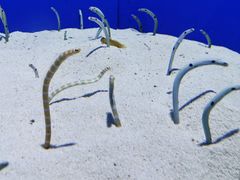 -上海海洋水族馆