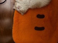 -lincat·猫舍(广州店)