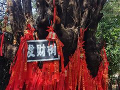 -瑞丽独树成林风景区