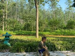 -合肥滨湖国家森林公园