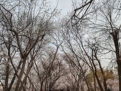 -桃花堤公园