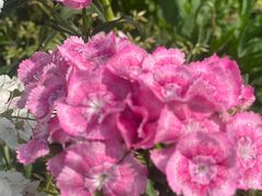 -前小桔亲子创意农场·草莓采摘·露营烧烤