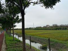 -上海长兴岛郊野公园