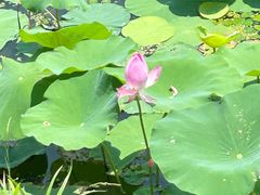 -七的湖·晚芳亭·阳澄湖农家菜·大闸蟹(莲花岛店)