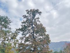 -塔川景区