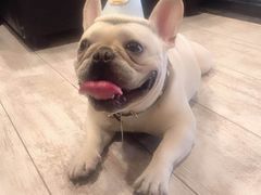 -百好乐宠物友好餐厅(朝外大街店)