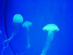 -多彩贵州城极地海洋世界