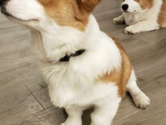 -浣熊柯尔鸭土拨鼠·电玩咖