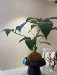 -KONSISTANT科思坦汀问题肌·科技美肤