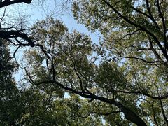 -上海佘山国家森林公园天马山园