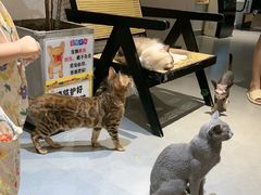 -琪喵猫屋·撸猫猫咖·猫舍