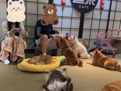 -逗柴咖啡屋·狗咖猫咖宠物桌游