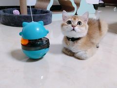 -屋虎猫馆(宝安大仟里店)